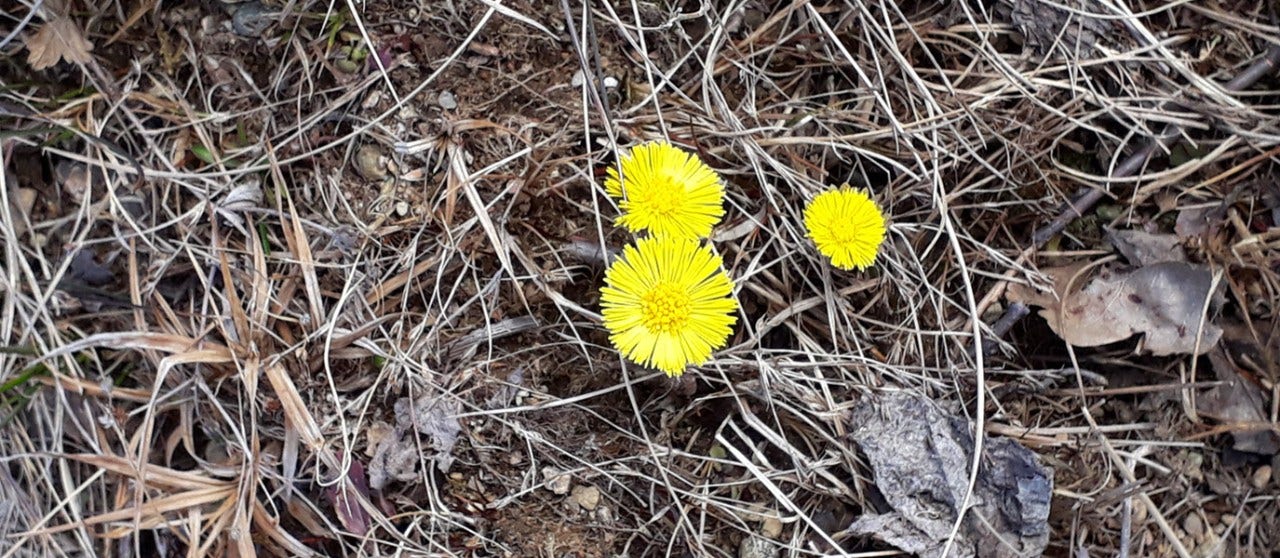 Vårens första blomma
