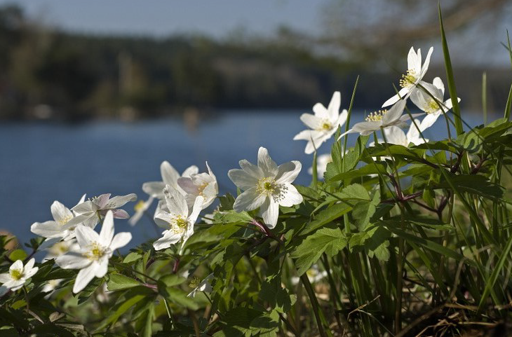 Blommor framför en sjö